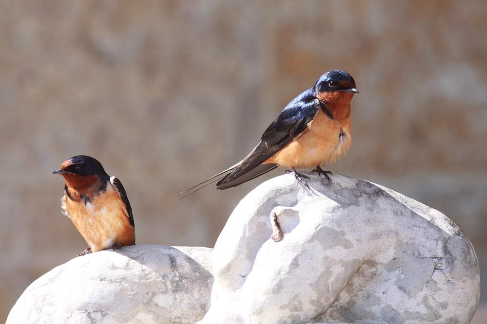 barn swallow
